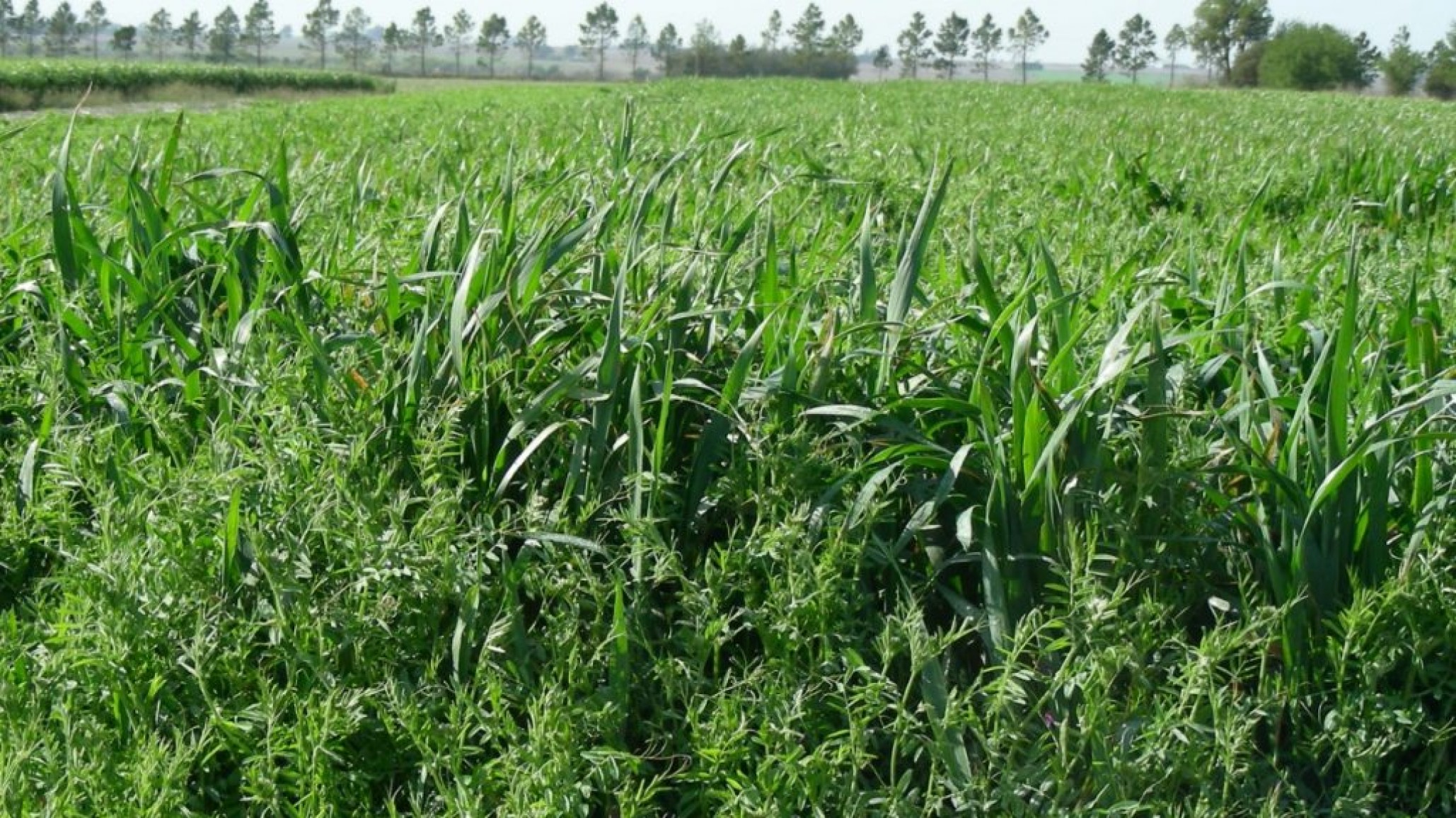 La vicia como mejora la dieta y aumenta la producción de carne